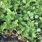 مشتل الزراعه والصيانه والتنسيق حدائق وانواع الاشجار والزهور