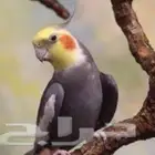 جديد طيور زينة ومستلزماتها نوادر