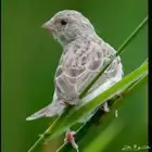 حسون طائفي ( ياسمين ) تغريد نااار