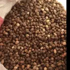 بذور البان العربي نوفر كميات للمعاصر