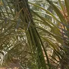 توريد وتصدير نخيل وتركيب شبوك