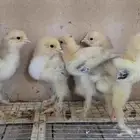 فروخ براهما