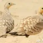 قطا للبيع