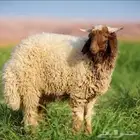 قصاب مصري عيدكم مبارك