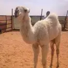 راعي ابل ممتاز يدور عمل