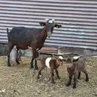 ابي اشتري غنم اقصاد
