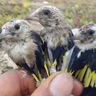 افراخ حسون سوري