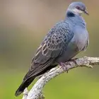 طيور محميه نوادر