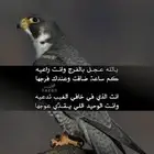 شاعر جزل لكتابة القصائد وتسجيل الشيلات حسب الطلب