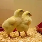 صوص لاحم روس 308