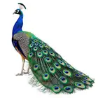 طاؤوس