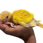 متوفر فرخ دره هولندي