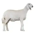 مطلوب توصيل حري واحد ابغي ارسلة من المدينة الي جدة