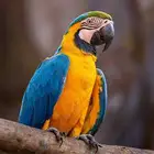 أتبنى اي طير