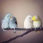 بارتوليت ميني روز