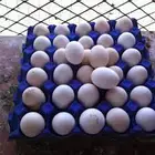 بيض بلدي مائدة انتاج يومي