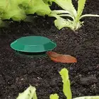 حوض حلزون اكل حلزونات حلزون رمل حلزون وعاء صندوق حلزون