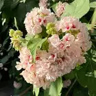 متوفر شتلات دومبيا