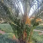 فروخ نخيل