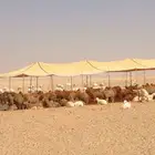 مضلات حلال وا شراعات ماء وا فرشات