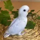 ابغا فرخ روز