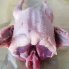 فراخة حمام زاجل