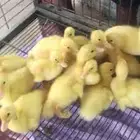 بطه ب خمس ريال فقط