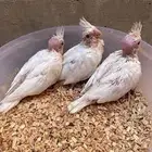 فروخ كوكتيل روز غر مفطوم