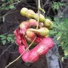 شتلات كعك لوز هندي