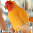روز