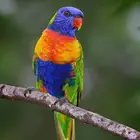 ببغاء اللوري قوس قزح
