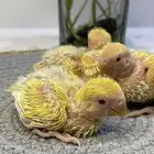 مطلوب فروخ روز اي عدد واي لون