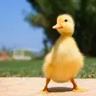 صوص بط