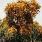 بذور فرفاره بالكيلو