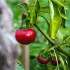 Cherry pepper(فلفل كرزي )