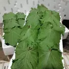 ورق عنب