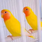 اببغاءء فرخ روز