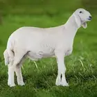 طلي