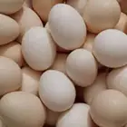 بيض بلدي مخصب نظيف
