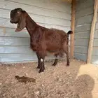 معزاء شاميه