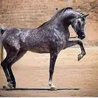 مرحبابكم ب مزاد الخيل اول اسبوع محانن علشان الفتاتح