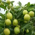 شتلات سدر صيني