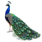 طاووس هندي طقم