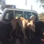 كلب سلوقي