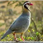 حجل روسي وقهد وشنير اجواز