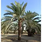 مطلوب مزرعه للايجار