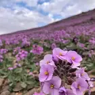 بكج بذور ازهار الوسمي و الربيع السعودية