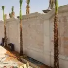 نخل واشنطني زينه نخل عربي نخل واشنطني فاخر ملكي زراعه نخيل