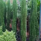 شتلات نباتات اشجار زينه مثمر عطرية وتوصيل لبيتك