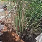 يوجد الدنيا جميع أنواع النخيل